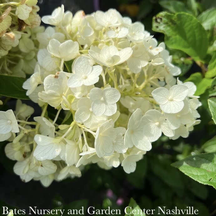 #3 Hydrangea pan Little Hottie/ White Dwarf Panicle