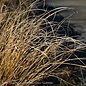 #1 Grass Pennisetum alop Hameln/Fountain Dwarf