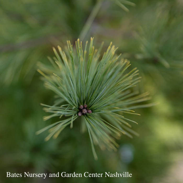 #6 Pinus strobus Louie/Gold Eastern White Pine - No Warranty