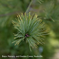 #3 Pinus strob Louie/ Gold Eastern White Pine - No Warranty
