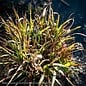 #1 Grass Eragrostis spectabilis/Purple Love Native (TN)