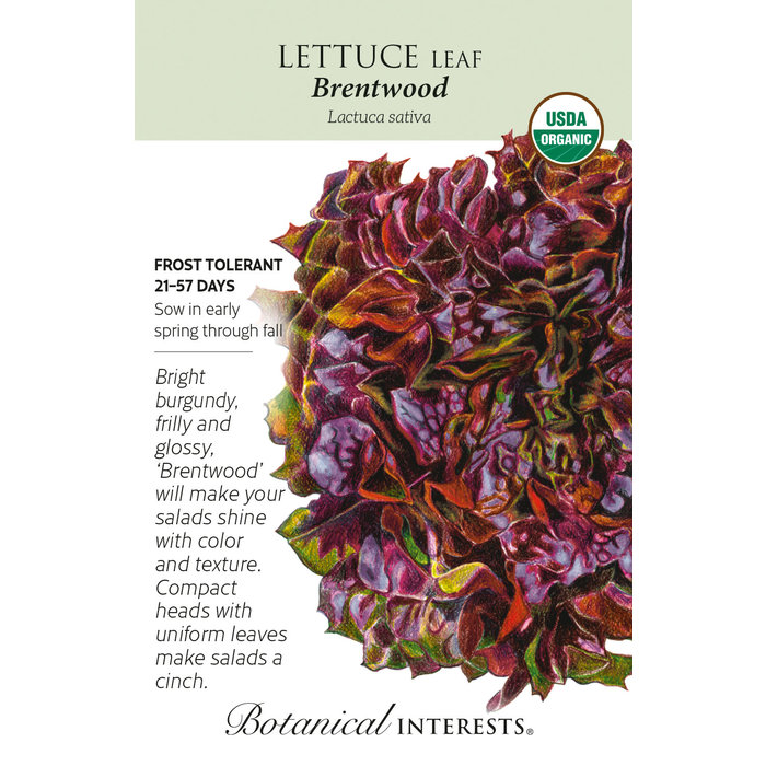 Seed Veg Lettuce Eazyleaf Brentwood Organic - Latuca sativa