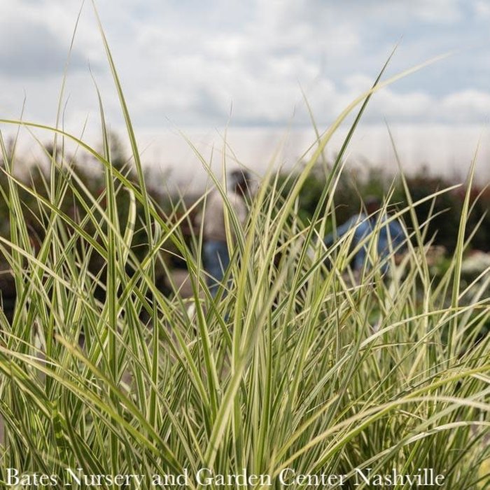 #2 Grass Miscanthus sine Variegatus/ Variegated Japanese Silver