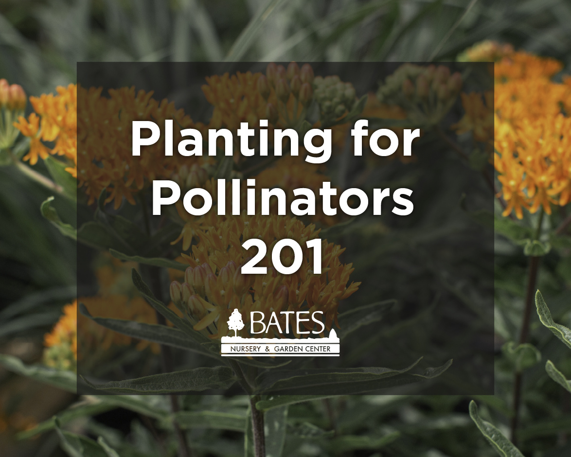 Planting for Pollinators 201