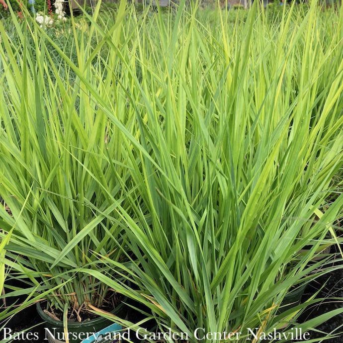 #1 Grass Panicum virg Northwind/ Switch Native (TN)