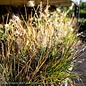 #2 Grass Pennisetum alop Little Bunny/Fountain Dwarf