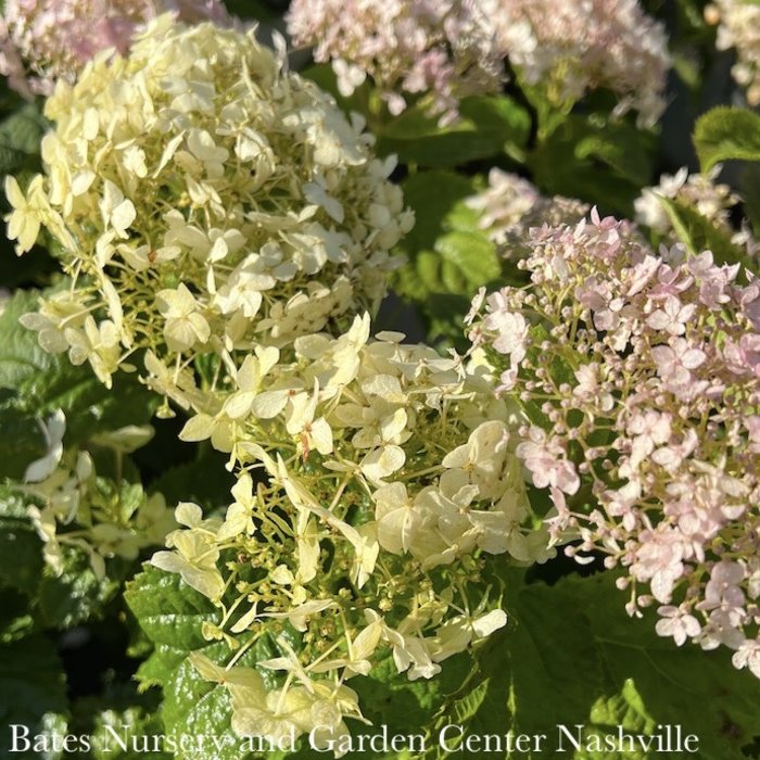 #3 Hydrangea arb PW Invincibelle Wee White/ Dwarf Smooth White (Annabelle Type) Native (TN)