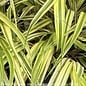 #1 Grass Hakonechloa mac Aureola/Japanese Forest
