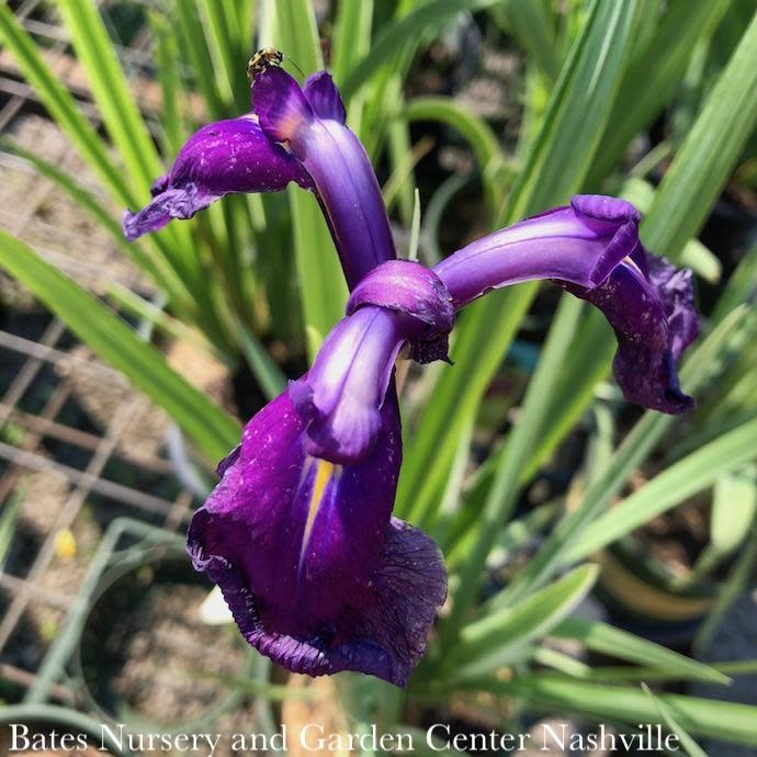 #1 Iris ensata Variegata/ Japanese Water
