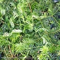 #3 Cephalotaxus harringtonia Yewtopia/Japanese Plum Yew