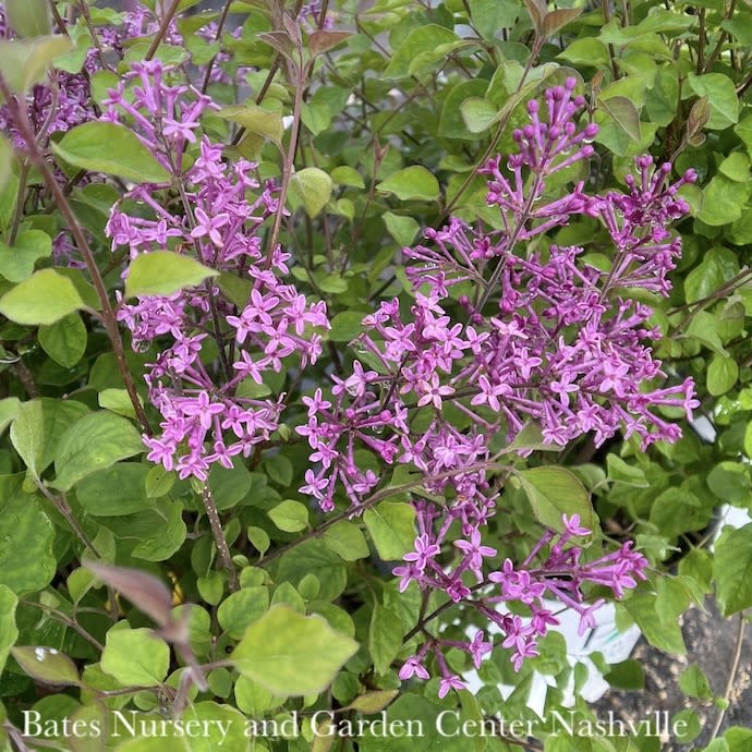 #3 Syringa Bloomerang Dark Purple/Lilac reblooms