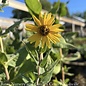 #2 Helianthus mollis/ Ashy Sunflower Native (TN)