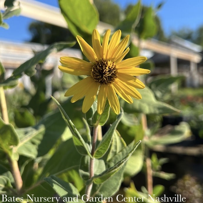 #2 Helianthus mollis/Ashy Sunflower