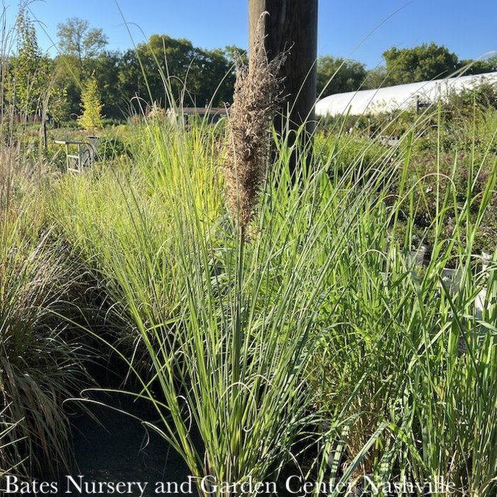 #3 Grass Cortaderia sel Blue Bayou/ Dwarf Pampas - No Warranty