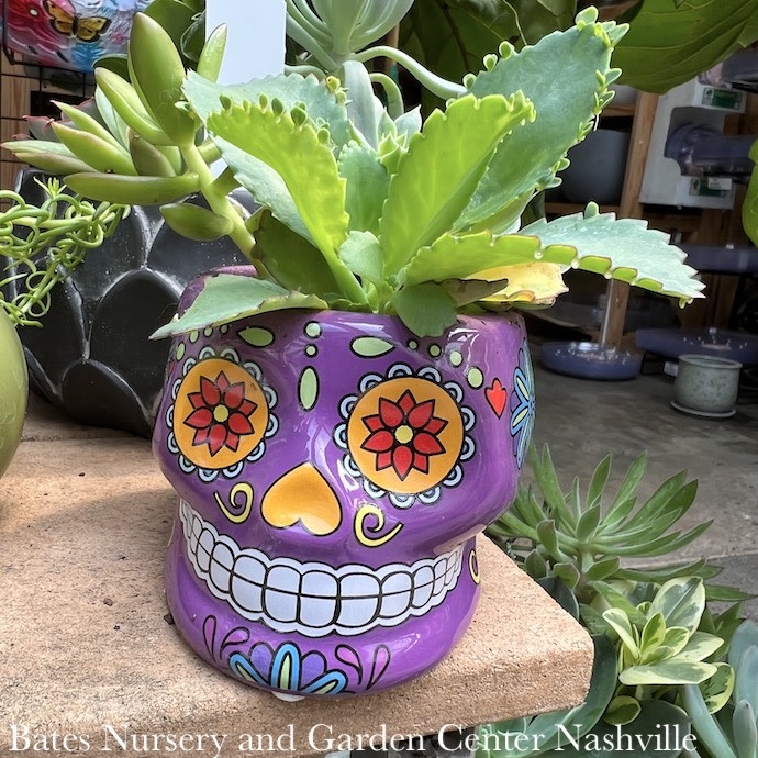 4P Ceramic Skull w/Succulents