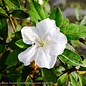 #3 Azalea x Encore Autumn Lily/Repeat white
