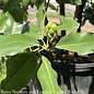 #7 Magnolia virginiana/ Deciduous Sweetbay Native (TN)
