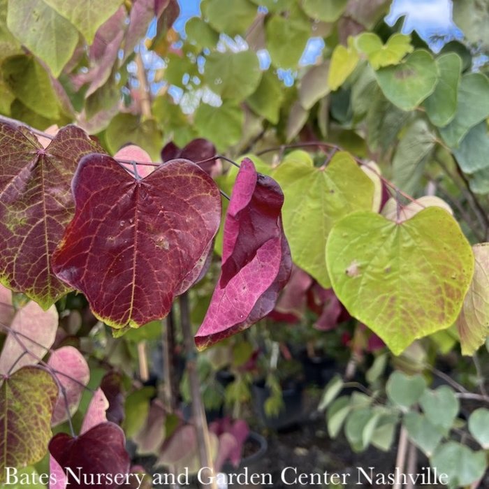 #7 Cercis can The Rising Sun/Chartreuse Foliage Redbud Native (TN)