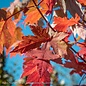 #30 Acer x free Autumn Blaze/Red Maple