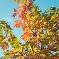 #30 Acer x free Autumn Blaze/Red Maple