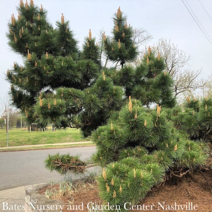 #3 Pinus thunbergii Thunderhead/ Japanese Black Pine