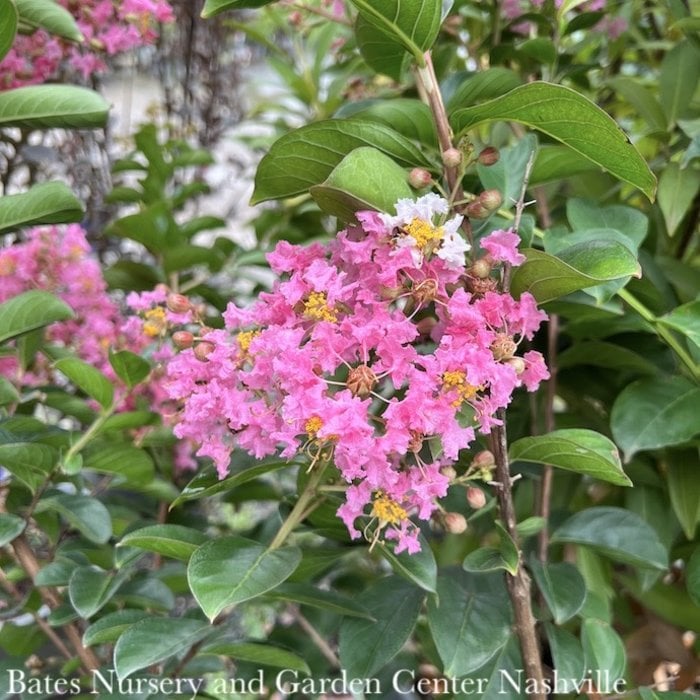 #5 Lagerstroemia x Sioux/ Clear Medium Pink Crape Myrtle