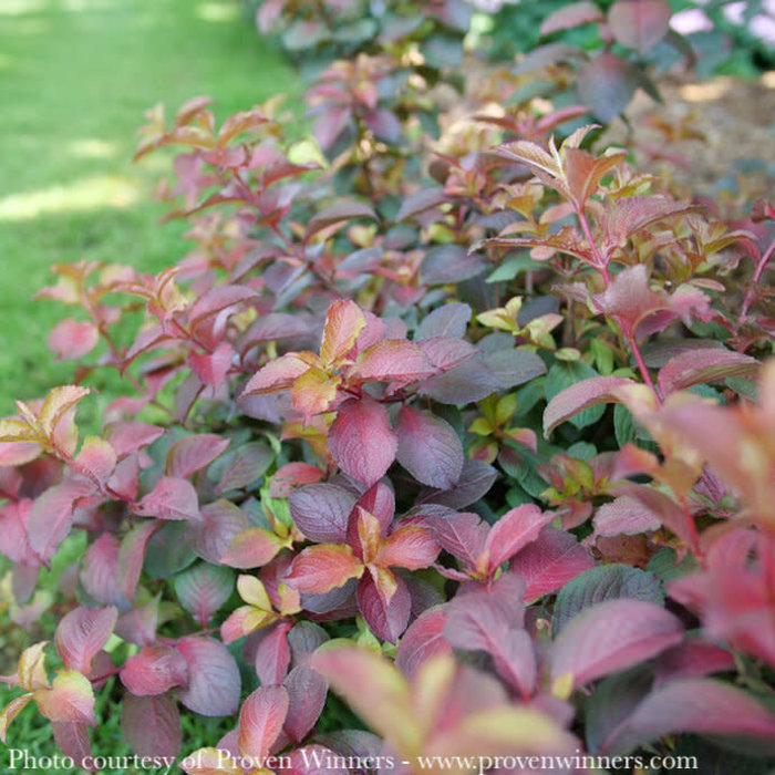 #3 Weigela fl PW Midnight Sun/ Dwarf Reblooming