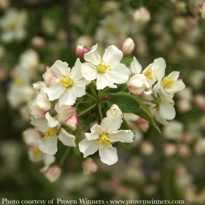 #7 Malus x 'Lollizam' PW Lollipop/ Dwarf White Crabapple