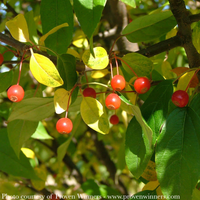 #15 Malus x 'Lollizam' PW Lollipop/ Dwarf White Crabapple