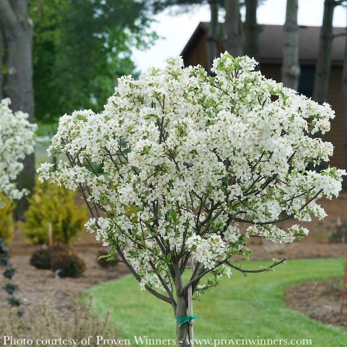 #15 Malus x 'Lollizam' PW Lollipop/ Dwarf White Crabapple