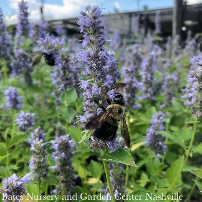 #1 Agastache x Blue Fortune/ Giant Anise Hyssop