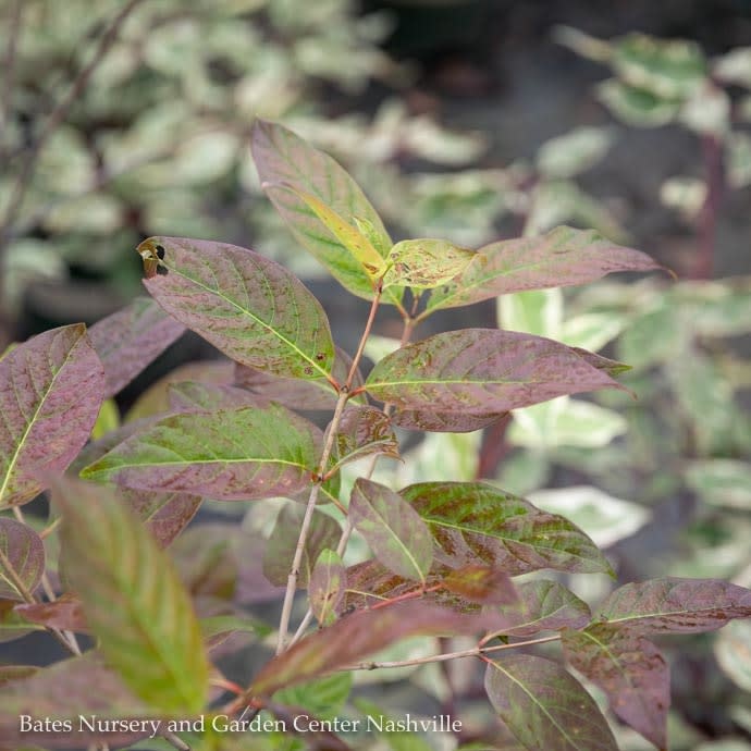 #3 Cephalanthus occidentalis/ Buttonbush Native (TN)