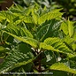 #1 Eupatorium purpureum/ Joe Pye Weed Native (TN)