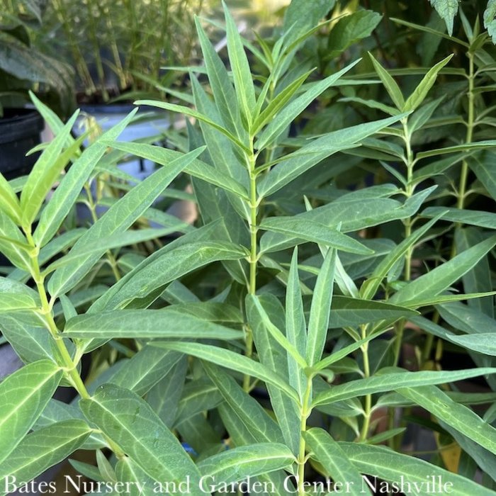 #1 Asclepias inc AB Ice Ballet / White Swamp Milkweed Native (TN)