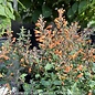 #1 Agastache x PW Arizona Sandstone/Hummingbird Mint Orange
