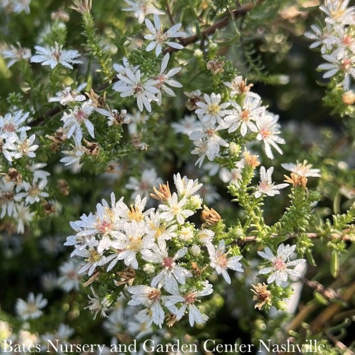 #1 Aster (Symphyotrichum) ericoides Snow Flurry/ Heath Native (TN)