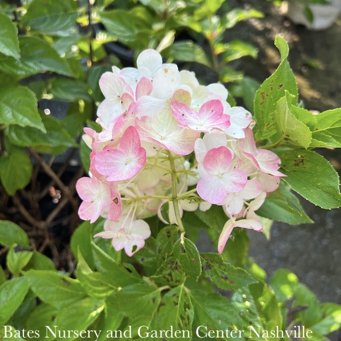 #2 Hydrangea pan Strawberry Shake/ Panicle White to Lt Pink