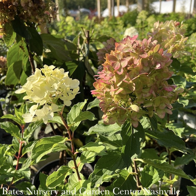 #7 Hydrangea pan PW Limelight PRIME/ White to Pink Panicle