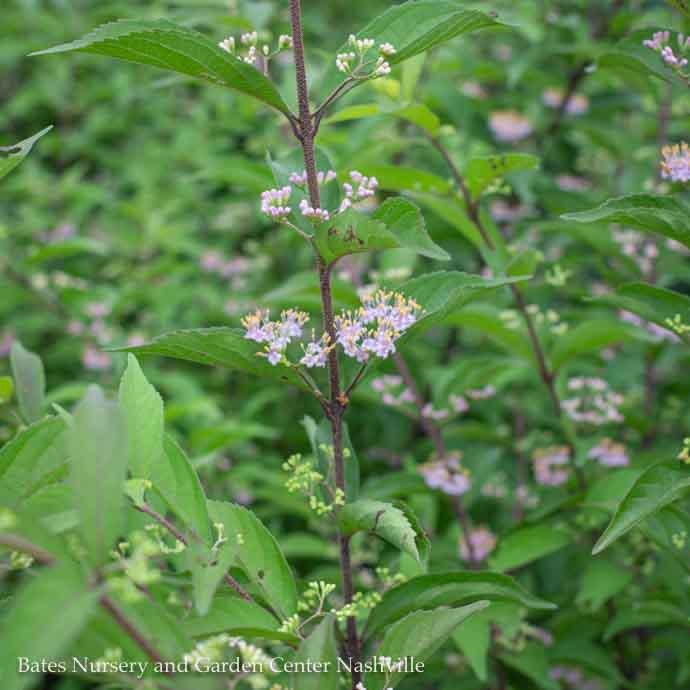 #3 Callicarpa dichotoma Issai /Beautyberry