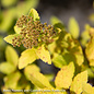 #3 Spiraea japonica PW Double Play 'Big Bang'/ Pink Flowers, Gold Foliage
