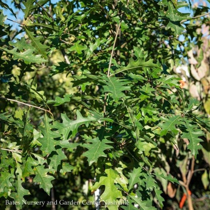 #25 1.5" caliper Quercus nuttallii/ Nuttall Oak  Native (TN)