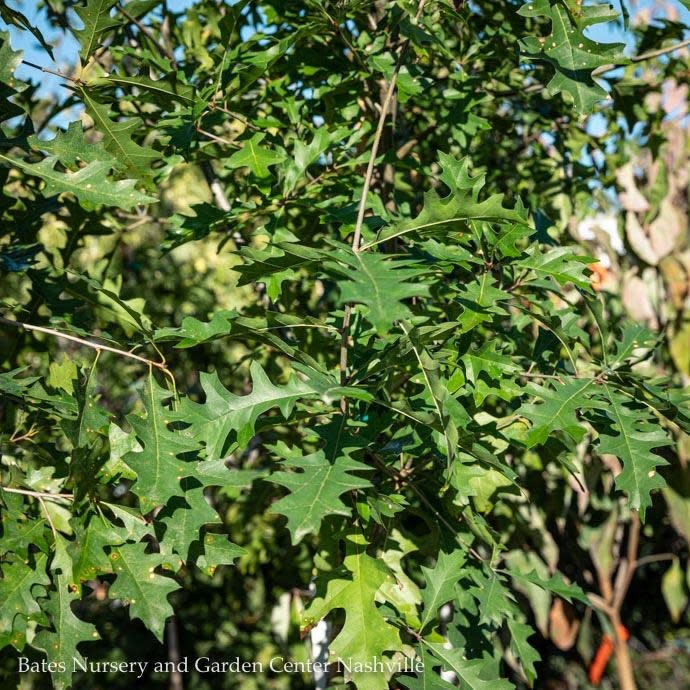 #25 Quercus nuttallii/Nuttall Oak 1.5 inch caliper Native (TN)