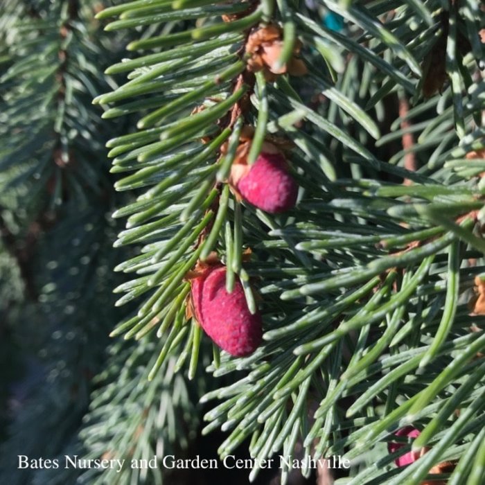 #5 STK Picea abies Pendula/Weeping Norway Spruce