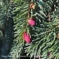 #5 STK Picea ab Pendula/ Weeping Norway Spruce