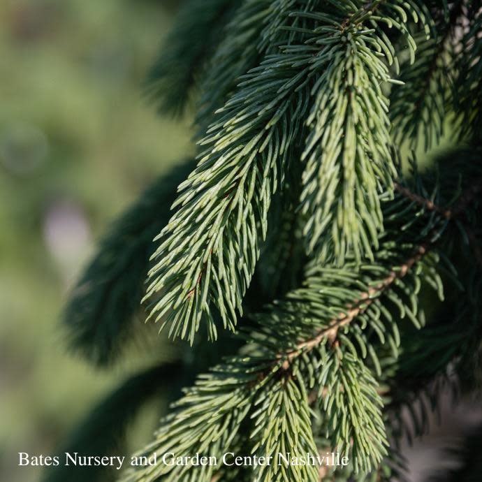 #10 Picea glauc Pendula/ Weeping White Spruce