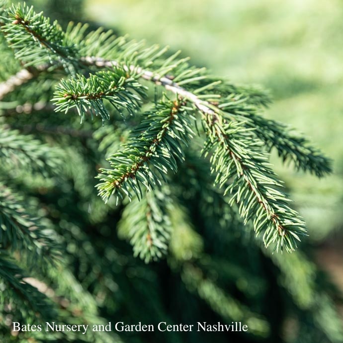 #3 Picea abies Frohburg/Weeping Norway Spruce