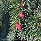 #7 STK Picea abies Pendula/Weeping Norway Spruce