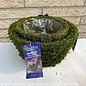 SuperMoss Roseville Low Bowl Sml 7x4 Deco Basket