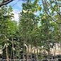 #15 Cornus kousa Starlight/ Flowering White Dogwood