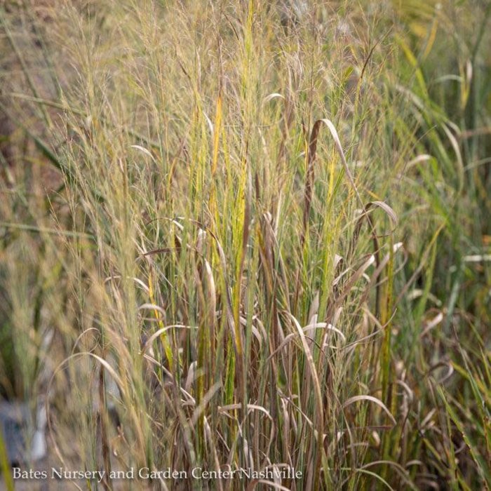 #1 Grass Panicum virg Northwind/Switch Native (TN)